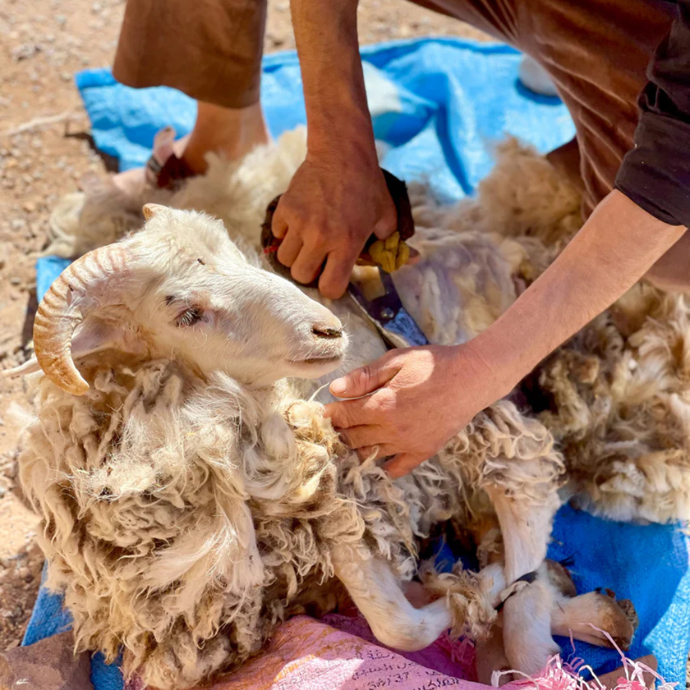 Marokkanische Teppiche Herstellung Wolle scheren