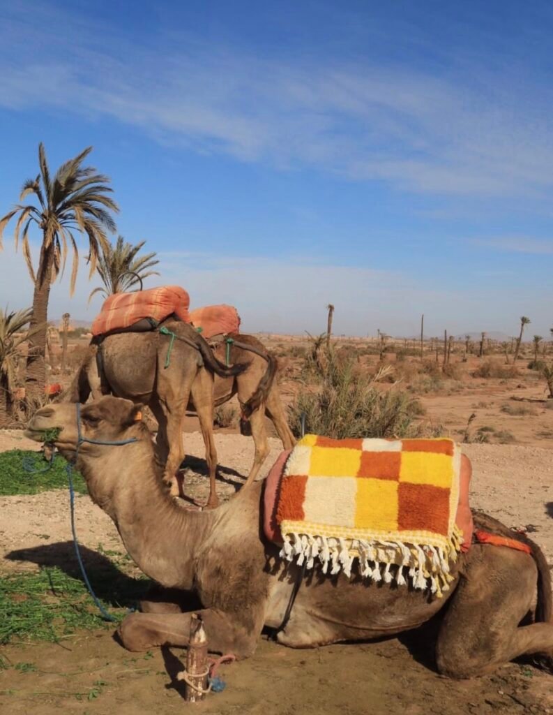 Detailaufnahme eines authentischen Berber Teppichs mit einzigartigen geometrischen Mustern und weicher Wollstruktur
